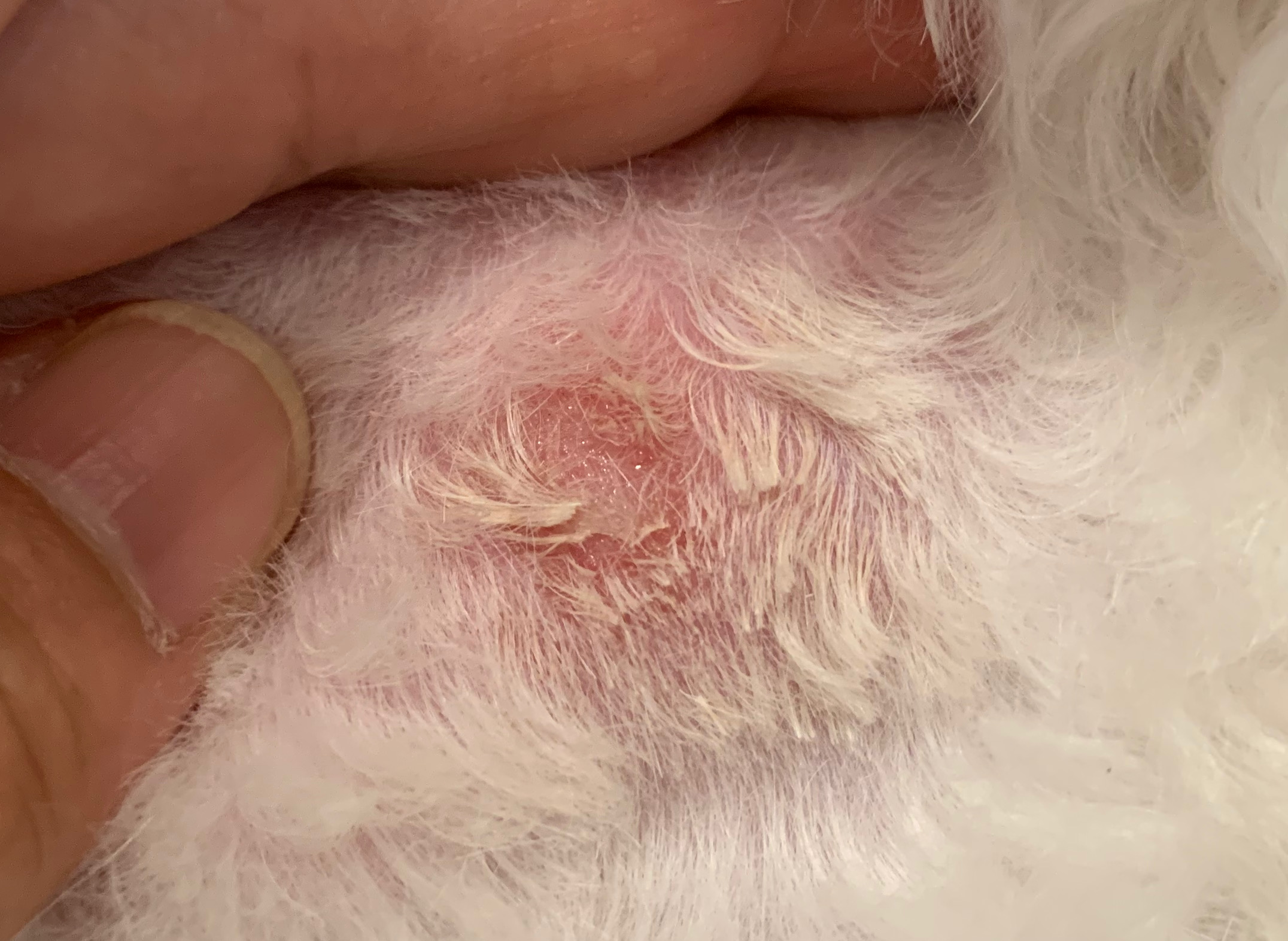犬の皮膚病・ホットスポット – Hot Spot –