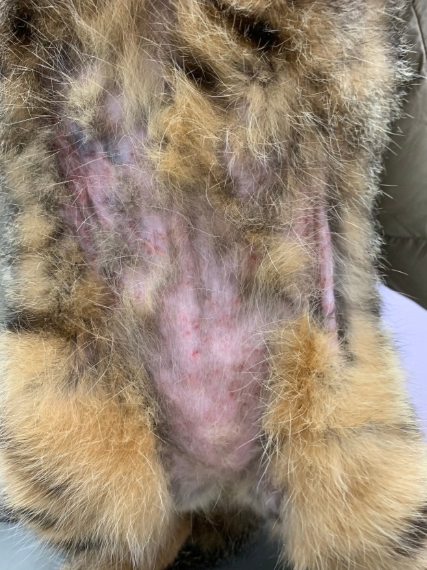 症例：猫の疥癬　