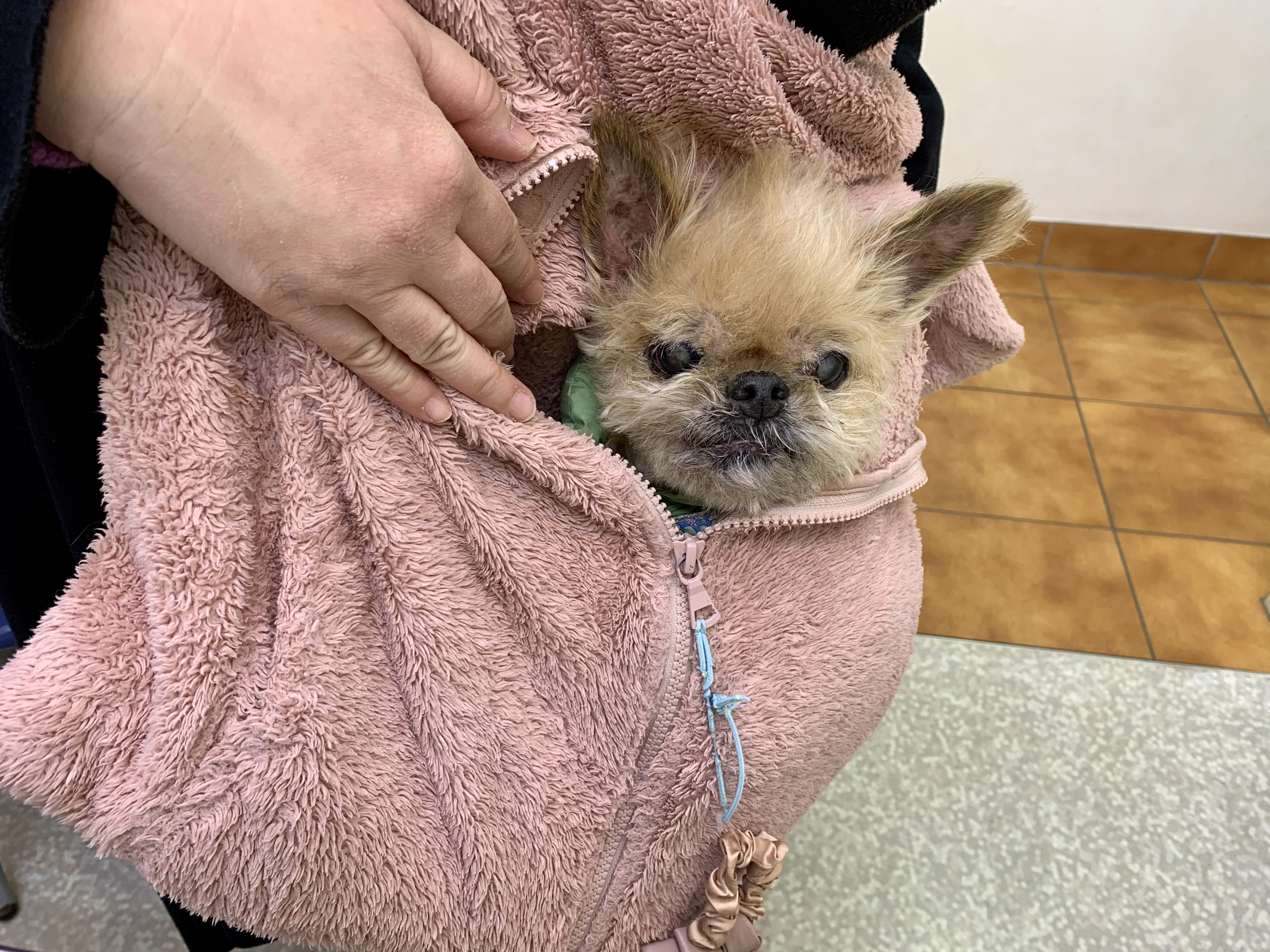 なるべくストレスを少なく動物病院に連れていくキャリーを見つけました！！