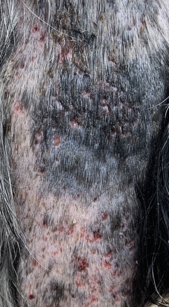 シャンプーで犬に発疹？原因と対処法