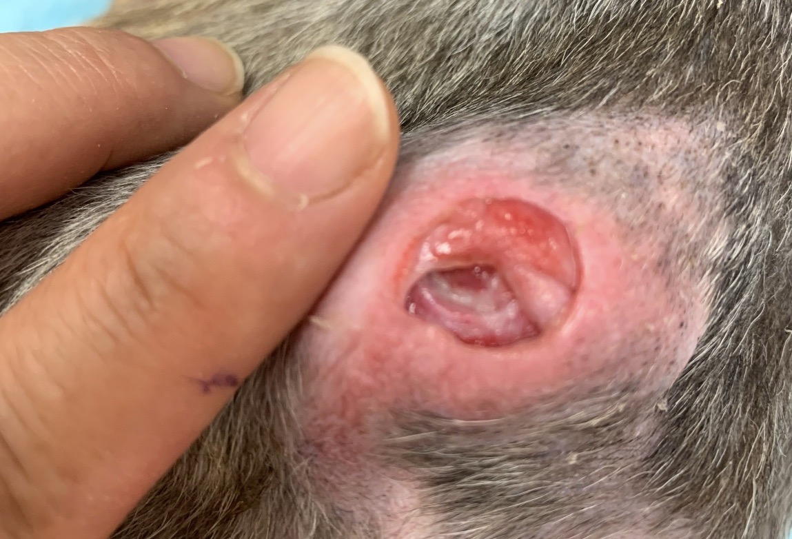 犬の床ずれ: 原因とケア方法