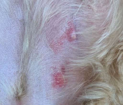 ビクタスクリームで治らない ー わんこの皮膚病 ー