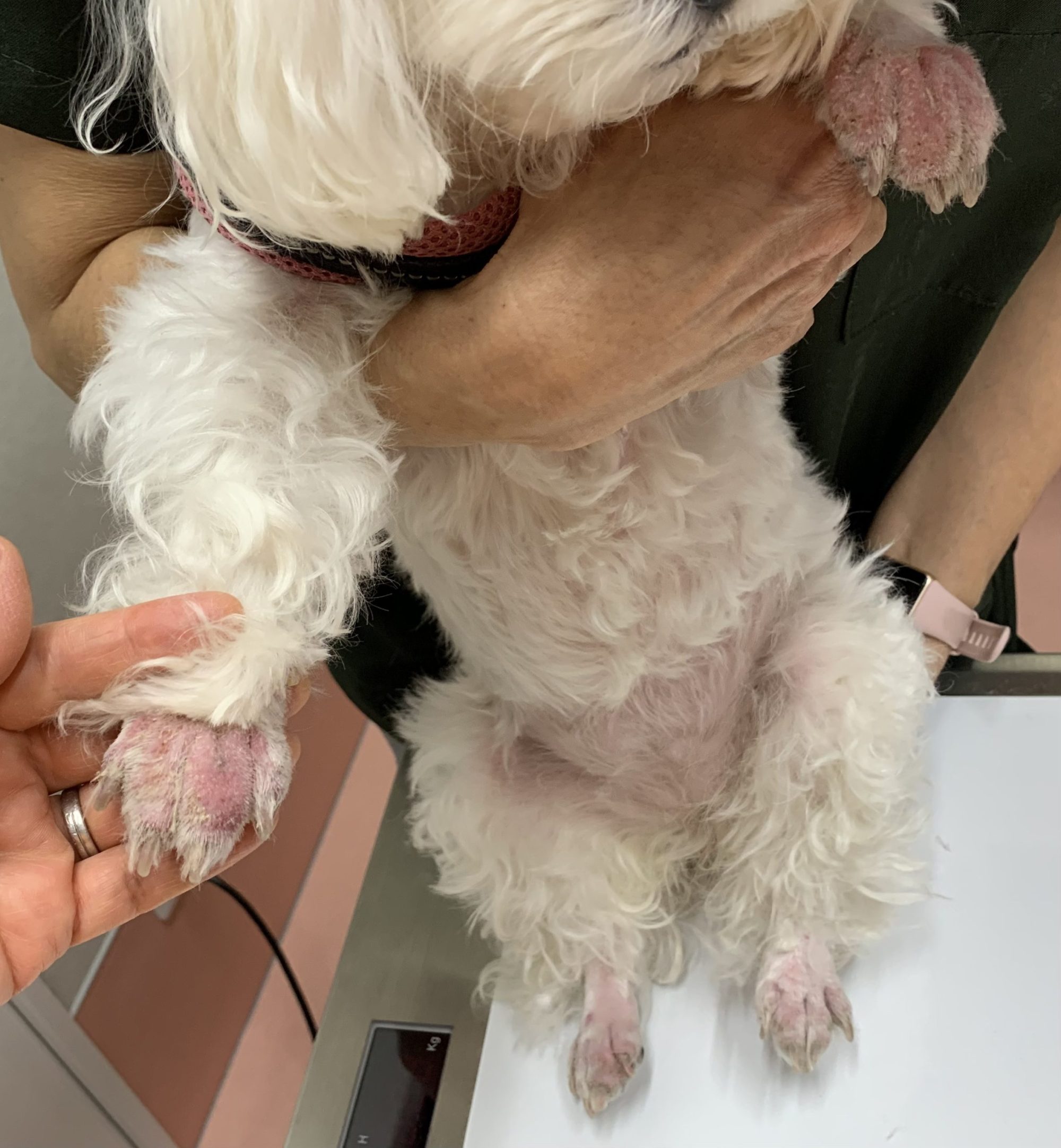 足先のベタベタ　ー　シーズーやトイプードルでよく見る足先のベタベタ、よく舐めているけれどどうすれば良い？　ー