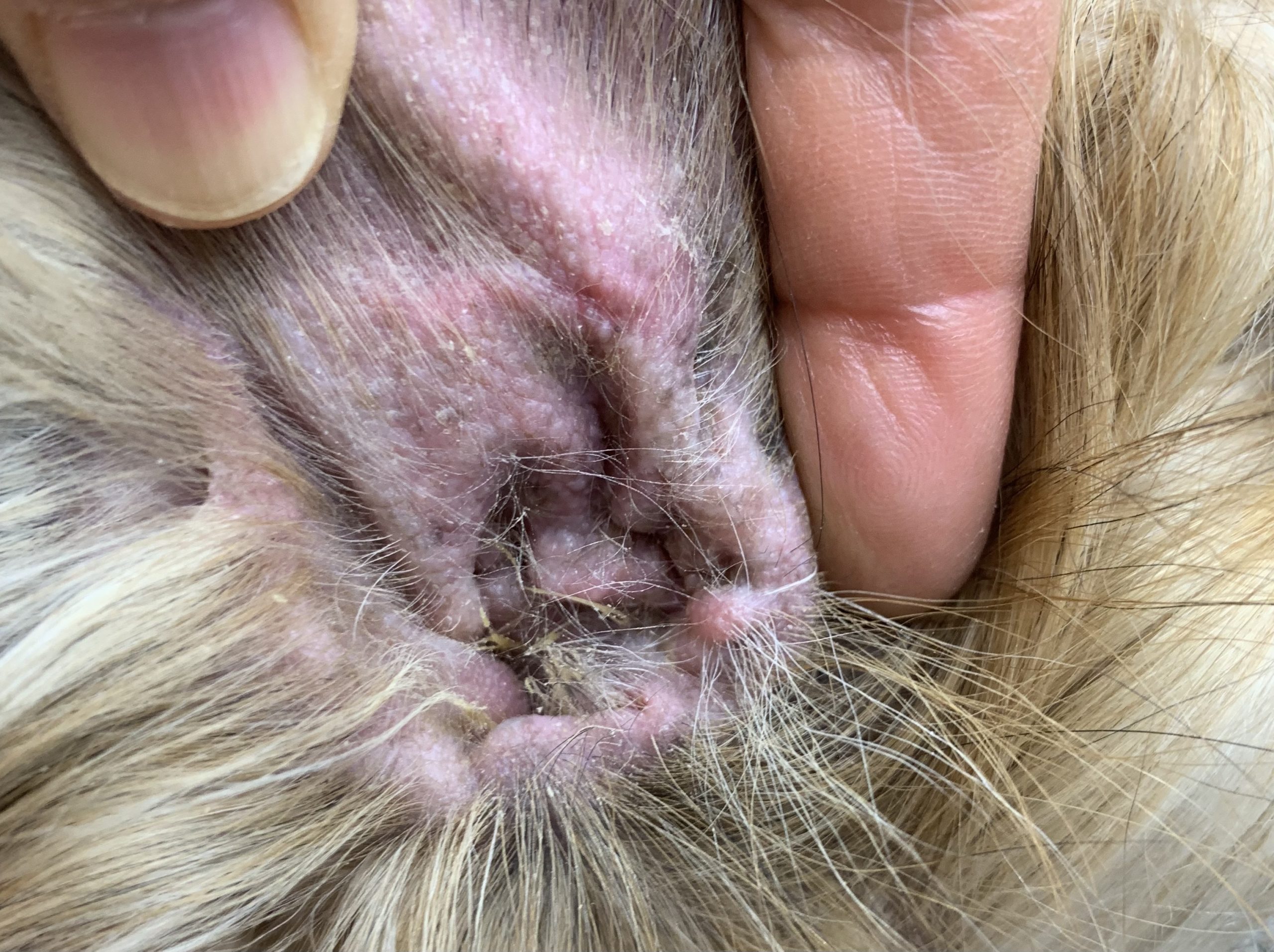 シーズーの外耳炎治療法とは？