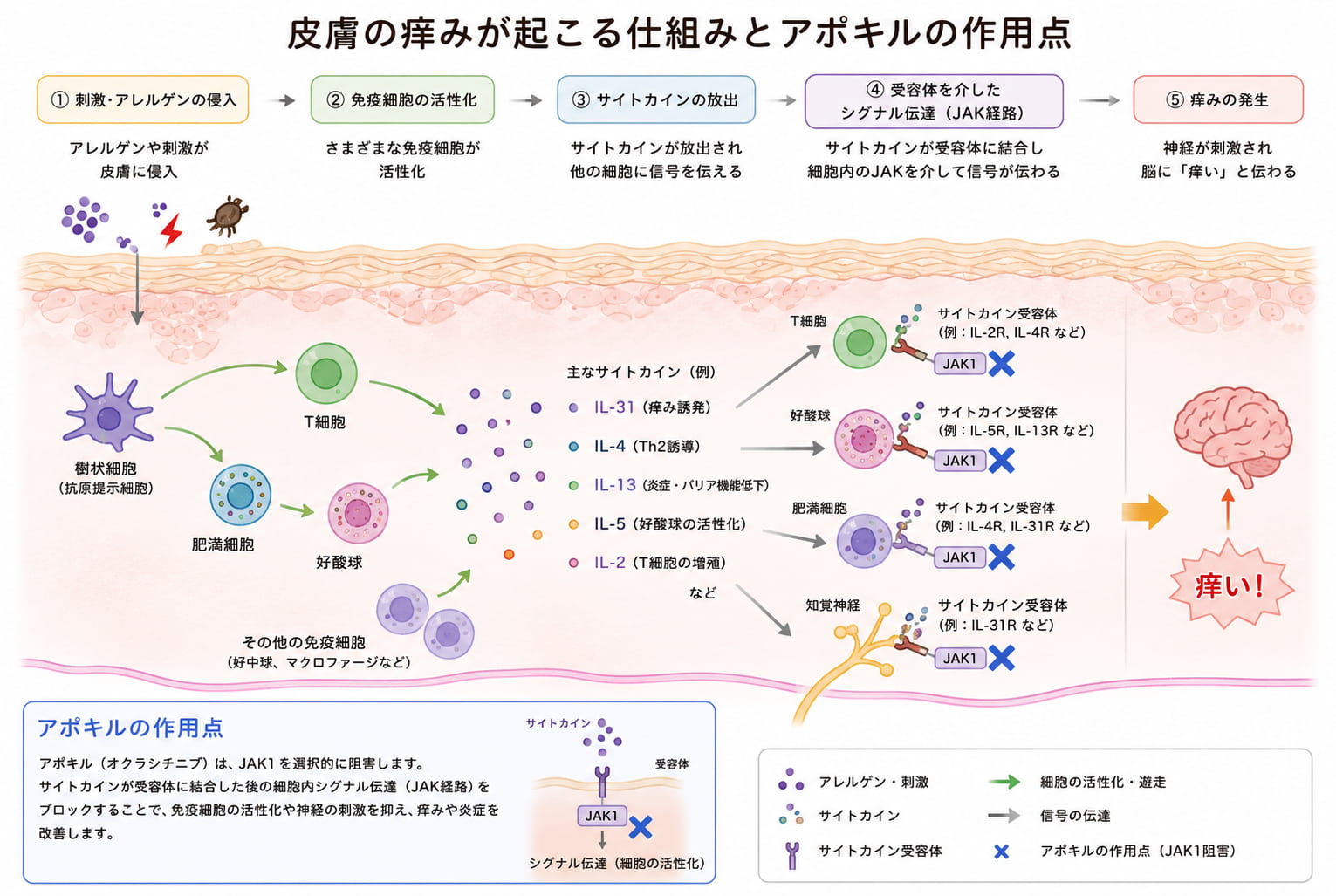 アポキルの作用点